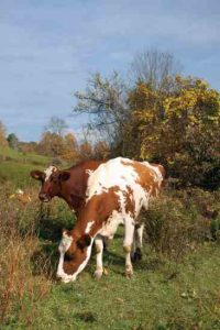 Great Grassfed Heritage Cattle Breeds Image